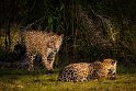 146 Zuid Pantanal, jaguar